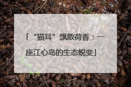 “猫耳”飘散荷香：一座江心岛的生态蜕变