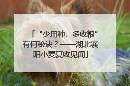 “少用种、多收粮”有何秘诀？——湖北襄阳小麦夏收见闻