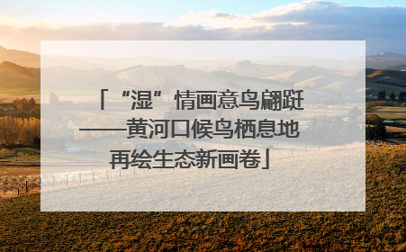 “湿”情画意鸟翩跹——黄河口候鸟栖息地再绘生态新画卷