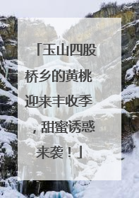 玉山四股桥乡的黄桃迎来丰收季，甜蜜诱惑来袭！