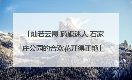 灿若云霞 旖旎迷人 石家庄公园的合欢花开得正艳