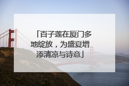 百子莲在厦门多地绽放，为盛夏增添清凉与诗意