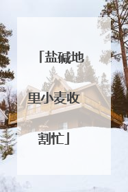 盐碱地里小麦收割忙