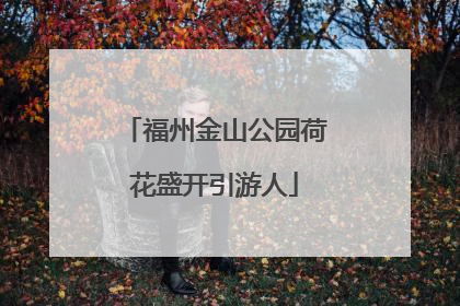 福州金山公园荷花盛开引游人