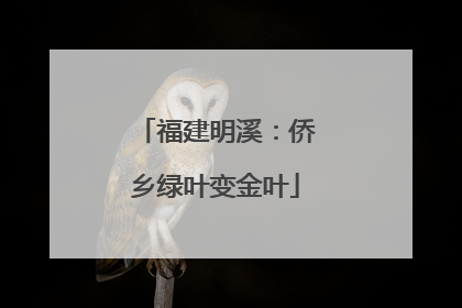 福建明溪：侨乡绿叶变金叶
