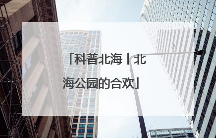 科普北海丨北海公园的合欢