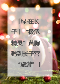 绿·在长子丨“极危精灵”黄胸鹀到长子营“旅游”