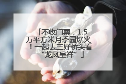 不收门票，1.5万平方米月季园爆火！一起去三好桥头看“龙凤呈祥”