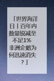 世界海洋日丨百年内数量锐减至不足1% 非洲企鹅为何迅速消失？