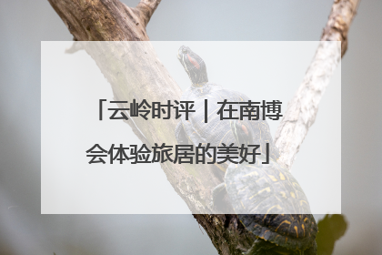 云岭时评｜在南博会体验旅居的美好