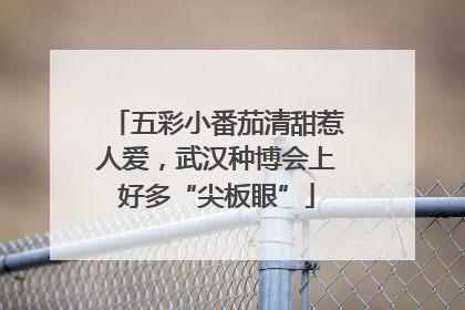五彩小番茄清甜惹人爱，武汉种博会上好多“尖板眼”