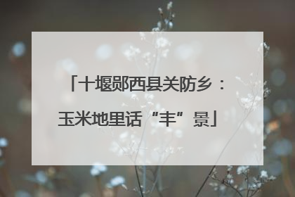十堰郧西县关防乡：玉米地里话“丰”景