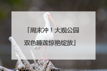 周末冲！大观公园双色睡莲惊艳绽放
