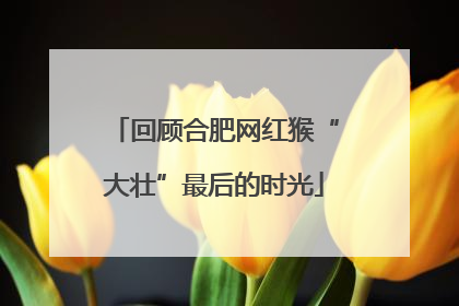回顾合肥网红猴“大壮”最后的时光