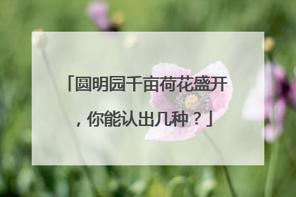 圆明园千亩荷花盛开，你能认出几种？