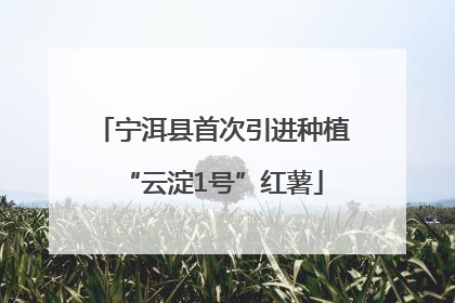 宁洱县首次引进种植“云淀1号”红薯