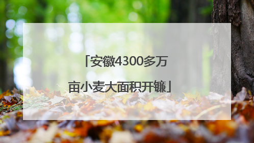 安徽4300多万亩小麦大面积开镰