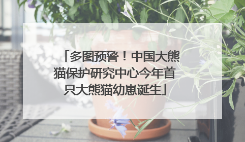 多图预警！中国大熊猫保护研究中心今年首只大熊猫幼崽诞生