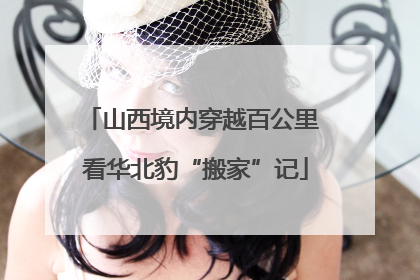 山西境内穿越百公里 看华北豹“搬家”记