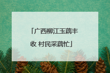 广西柳江玉藕丰收 村民采藕忙