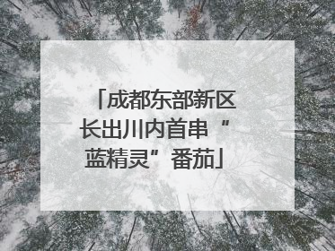 成都东部新区长出川内首串“蓝精灵”番茄