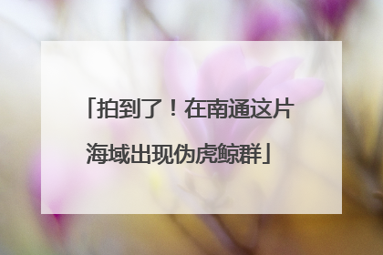 拍到了！在南通这片海域出现伪虎鲸群