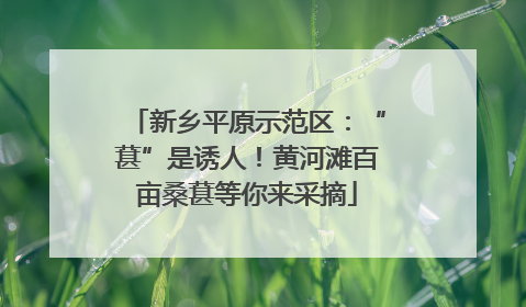 新乡平原示范区：“葚”是诱人！黄河滩百亩桑葚等你来采摘
