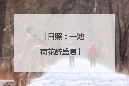 日照：一池荷花醉盛夏