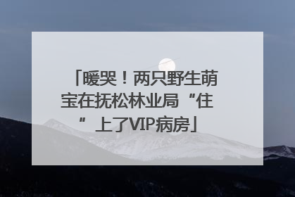 暖哭！两只野生萌宝在抚松林业局“住”上了VIP病房