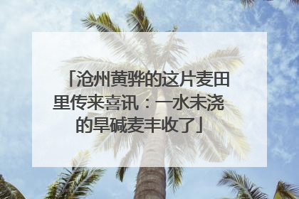 沧州黄骅的这片麦田里传来喜讯：一水未浇的旱碱麦丰收了