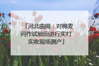 河北曲周：对棉麦间作试验田进行实打实收现场测产