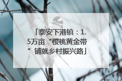 泰安下港镇：1.5万亩“樱桃黄金带”铺就乡村振兴路