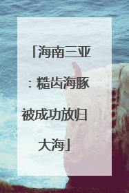 海南三亚：糙齿海豚被成功放归大海
