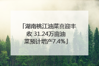 湖南桃江油菜喜迎丰收 31.24万亩油菜预计增产7.4%