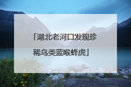 湖北老河口发现珍稀鸟类蓝喉蜂虎