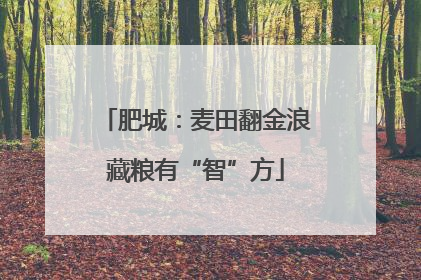 肥城：麦田翻金浪藏粮有“智”方