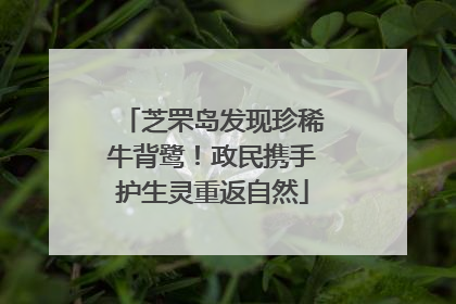 芝罘岛发现珍稀牛背鹭！政民携手护生灵重返自然