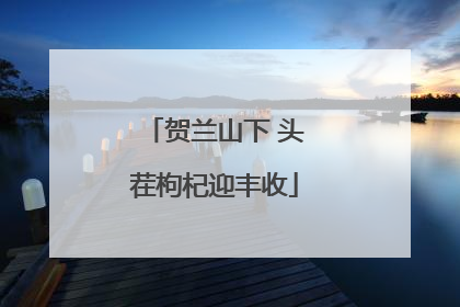 贺兰山下 头茬枸杞迎丰收