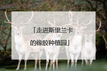 走进斯里兰卡的橡胶种植园