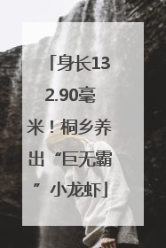 身长132.90毫米！桐乡养出“巨无霸”小龙虾