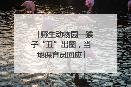 野生动物园一猴子“丑”出圈，当地保育员回应
