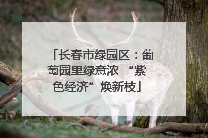 长春市绿园区：葡萄园里绿意浓 “紫色经济”焕新枝