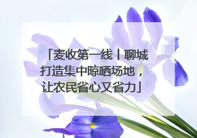 麦收第一线丨聊城打造集中晾晒场地，让农民省心又省力