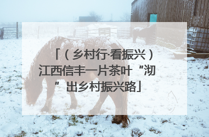 （乡村行·看振兴）江西信丰一片茶叶“沏”出乡村振兴路